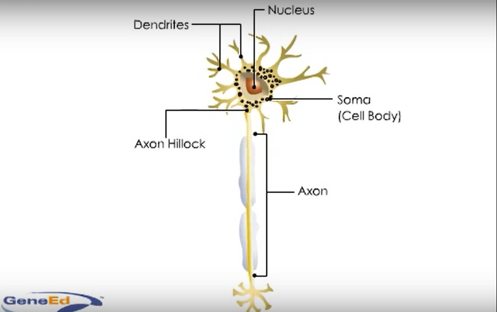 schematic of a neuron