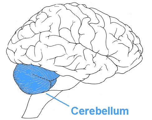 diagram of the cerebellum