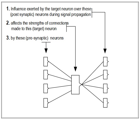 Diagram showing how influence is garnered from post-synaptic neurons and the effect it has on pre-synaptic neuons